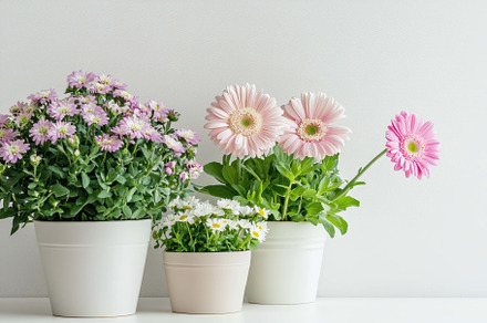 Beautiful arrangement of blooming fl, a Photo by Tanuart