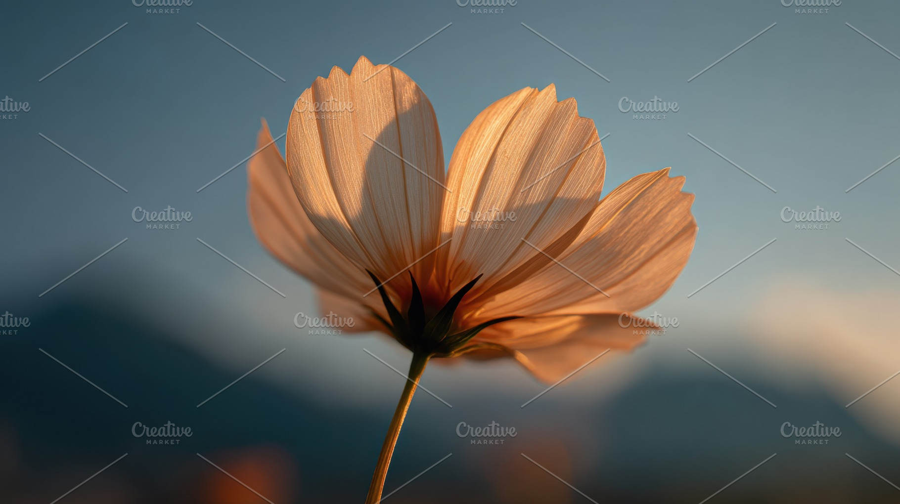 Sunlit flowers bloom on peaks, a Photo by Beautiful things