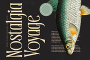 Garugis Modern Display Serif, a Serif Font by timelesstype.co (Thumbnail 9 of 20)