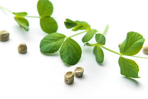 Pea microgreens stem and dried seeds on white background, a Food & Drink Photo by Olena Rudo