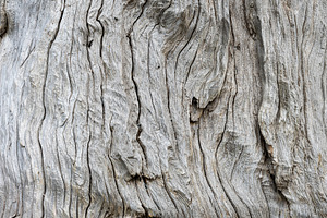 Silvered weathered driftwood