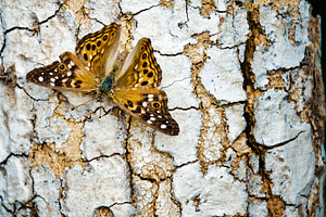Butterfly on Bark