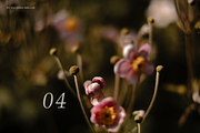 RUSTIC SUMMER (5 BACKGROUNDS), a Nature Photo by Valeriia Miller (Thumbnail 8 of 11)