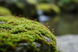 Close-up of green moss growing on a