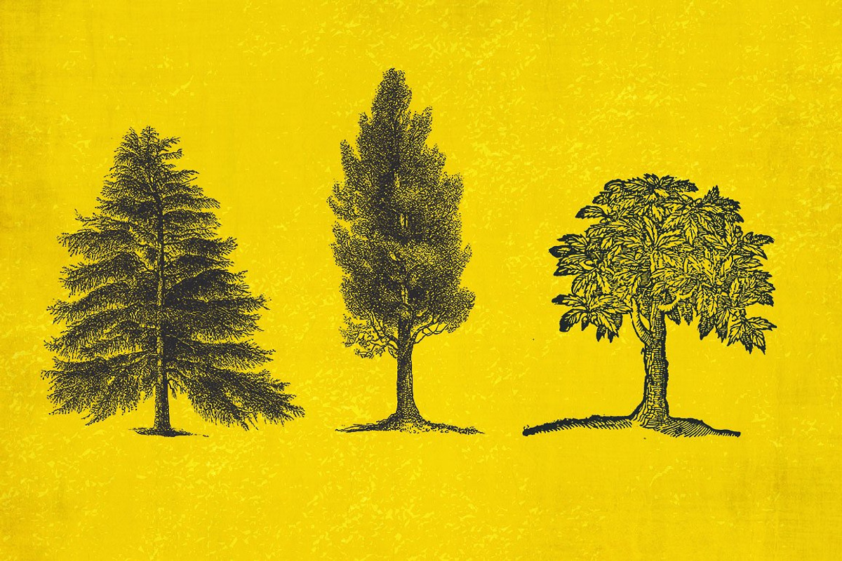 37 Vintage Tree Illustrations, an Object Graphic by AndrewPixel (Photo 7 of 8)