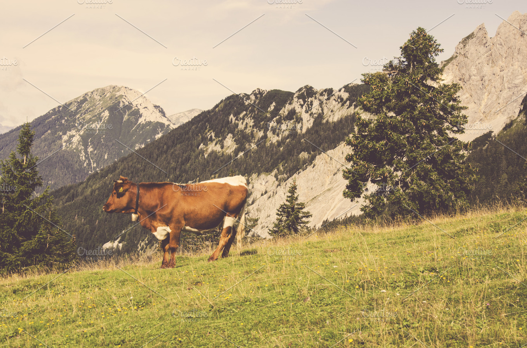 Hills Grass And A Cow