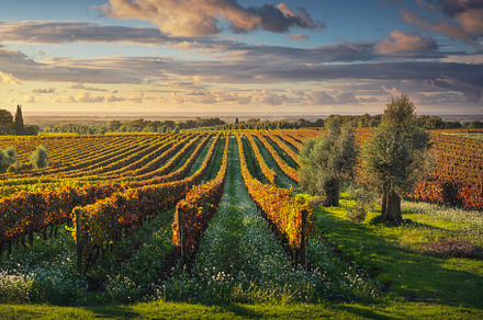 Bolgheri vineyards and olive trees