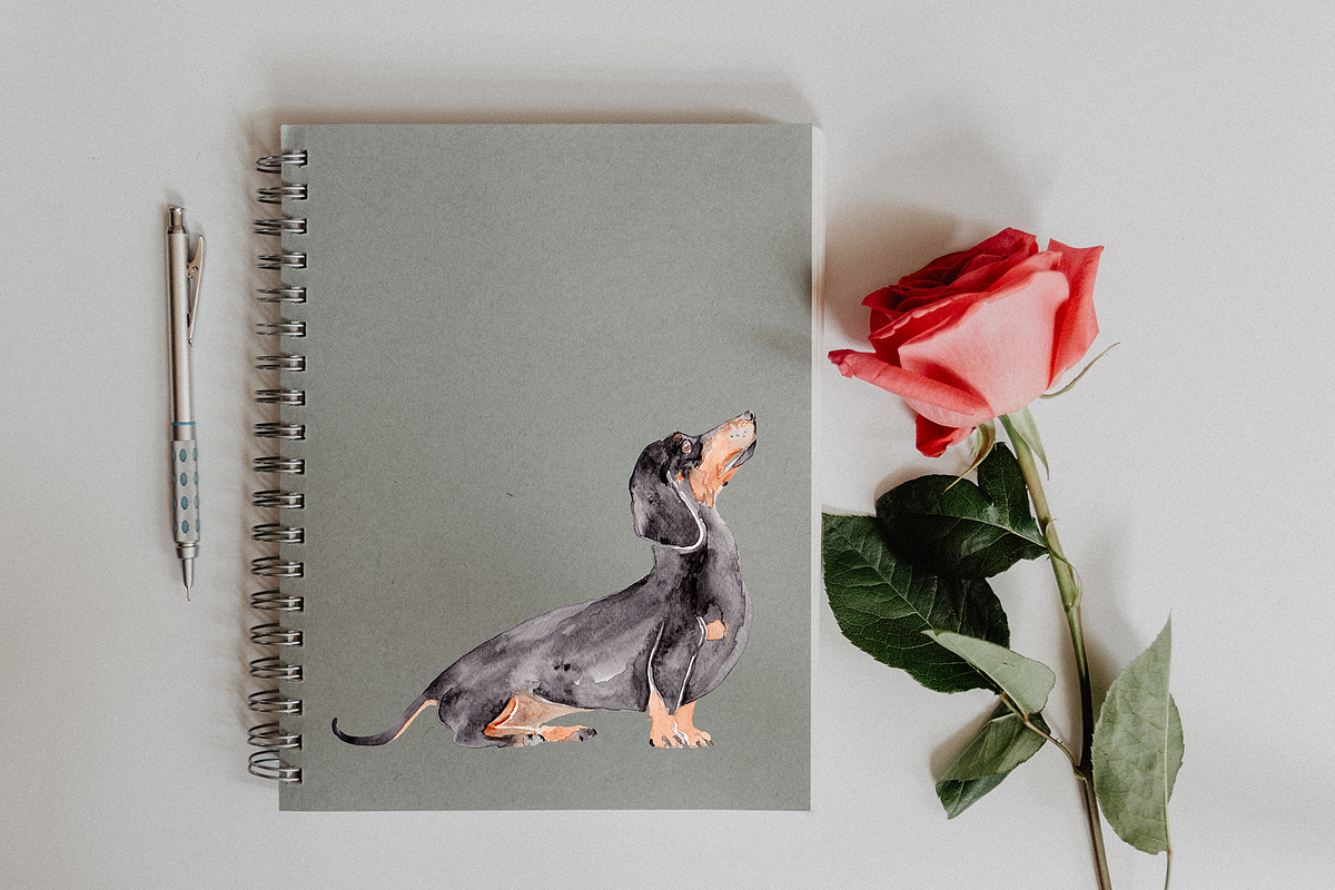Wiener Dog Illustration, an Illustration by Foxery Digital (Photo 4 of 4)