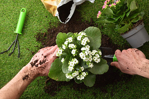 Firming Soil Around Newly Transplanted Flower, a Nature Photo by Davizro's Market
