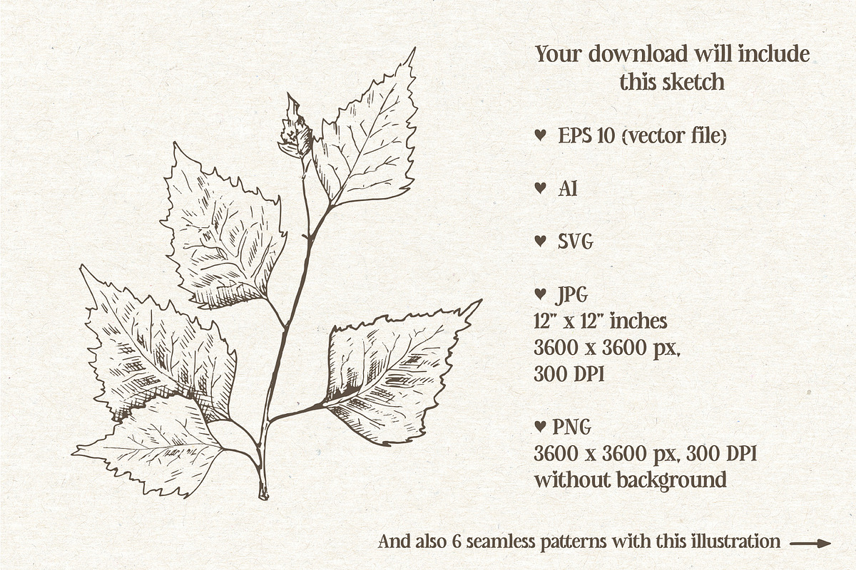 Birch leaf. Sketch and patterns, an Illustration by Canatic (Photo 2 of 10)