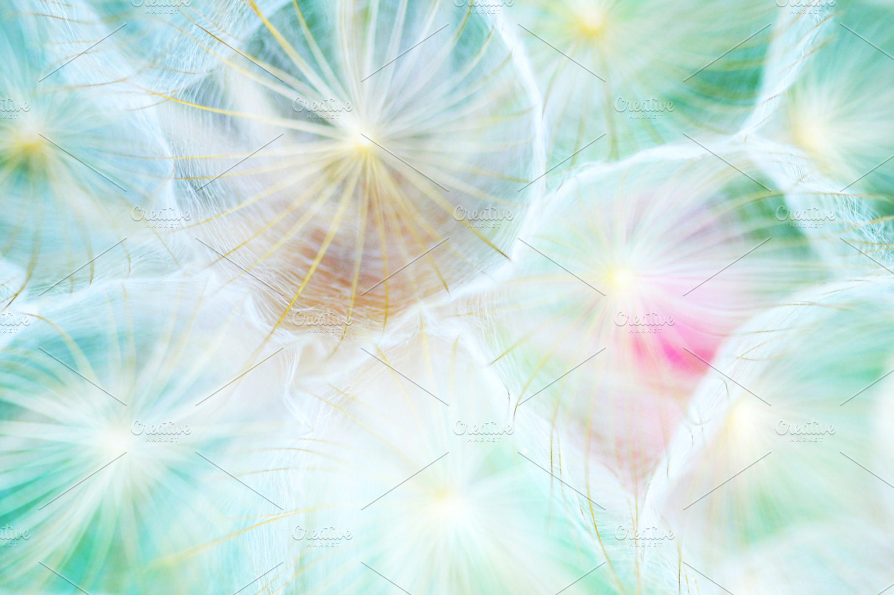 Dandelion 2, an Abstract Photo by Maria Dattola Photography