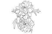 Delicate Peonies, an Object Graphic by VictoriaKStudio (Thumbnail 4 of 6)