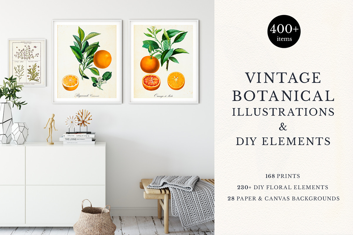 168 Vintage Botanical Illustrations, a Decorative Illustration by Olga Begak Art & Design (Photo 1 of 9)