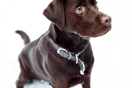Pretty brown labrador retriever featuring dog, labrador, and domestic, an Animal Photo by Daria Photo