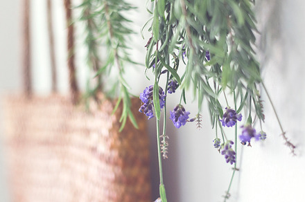 Lavender herbs hanging stock photo containing lavender and herbs