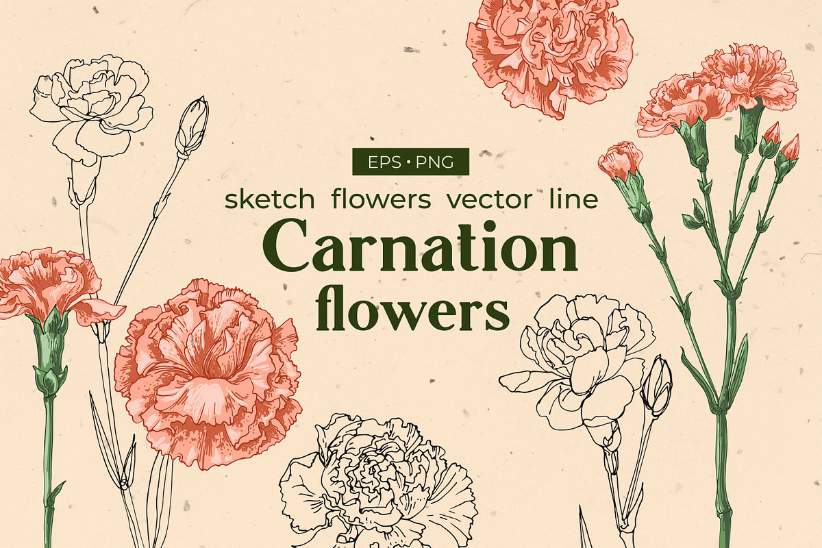 Flowers Сarnation. Sketch vector, an Illustration by irina.vaneeva (Photo 1 of 3)