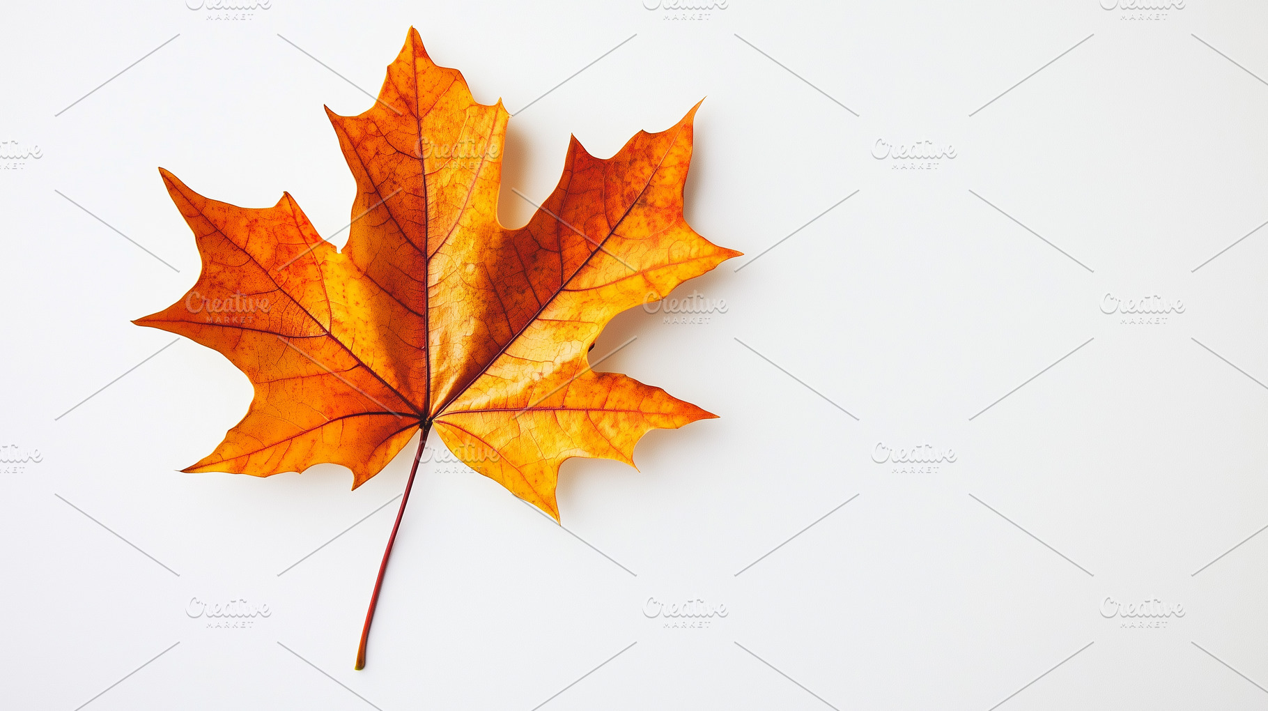 Vibrant orange maple leaf on a white, a Nature Photo by MistyDay