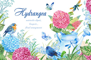 Hydrangea Watercolor Clipart