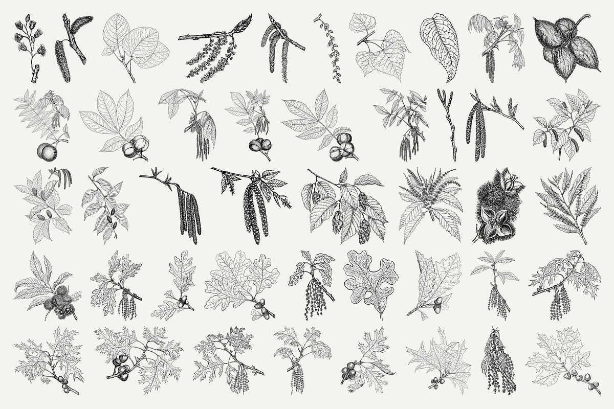 Vintage Leaf & Branch Illustrations, a Decorative Illustration by Century Library (Photo 5 of 9)