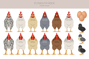 Plymouth Rock Chicken Breed Clip Art