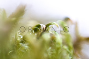Organic | 20 Botanical Photos, a Nature Photo by Melanie Helena (Thumbnail 8 of 20)