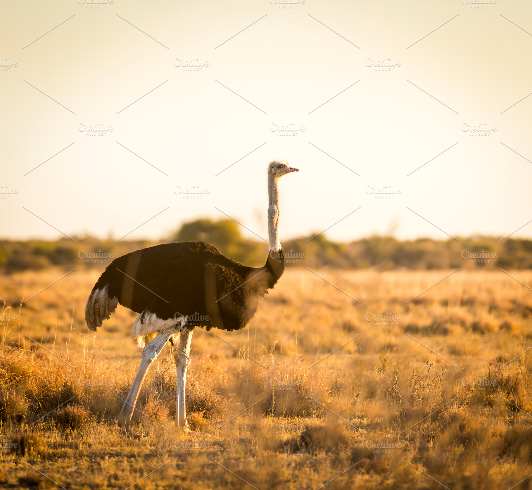 Ostrich At Sunset, an Animal Photo by THP Creative