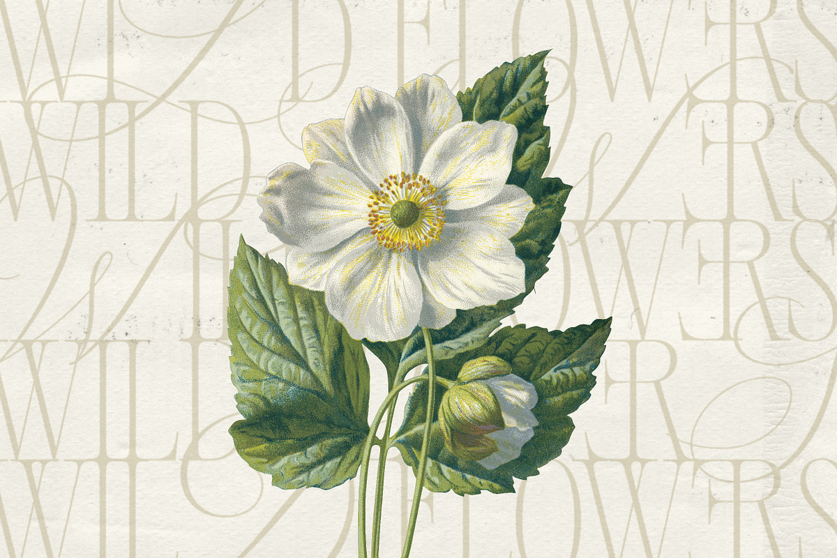 Alizee - Classy Hybrid Serif, a Serif Font by Harmonais Visual (Photo 24 of 29)