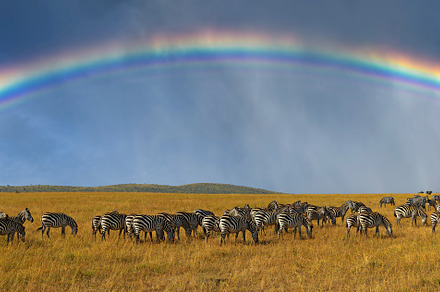 Zebras in a row walking in the savannah on rainbow background, an Animal Photo by Byrdyak