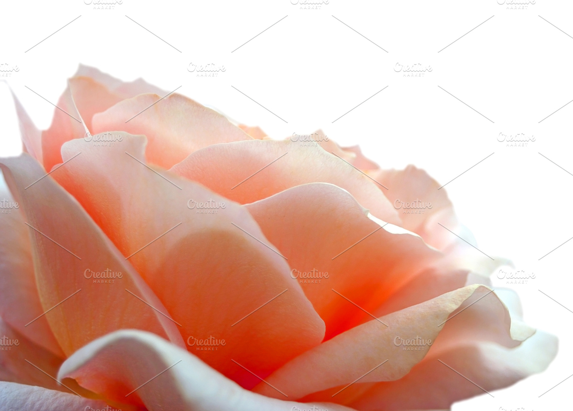 Beauty rose, a Photo by saiko3p