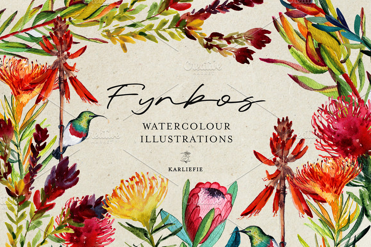 Watercolor Fynbos Art, a Decorative Illustration by Karliefie (Photo 1 of 2)