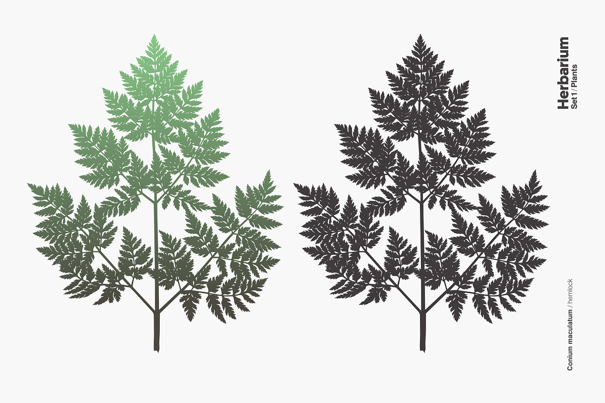 Herbarium: Set 1, a Decorative Illustration by Texture Fabrik (Photo 10 of 19)