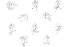 Rose Outlines Set 1 Procreate Brush