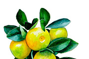 Watercolour little mandarins, a Decorative Illustration by Verlena's Corner (Thumbnail 3 of 5)