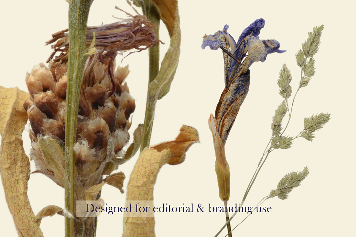 Airy Grassland — Flower Heads & Gras, an Object Graphic by Aga Silva (Photo 5 of 5)