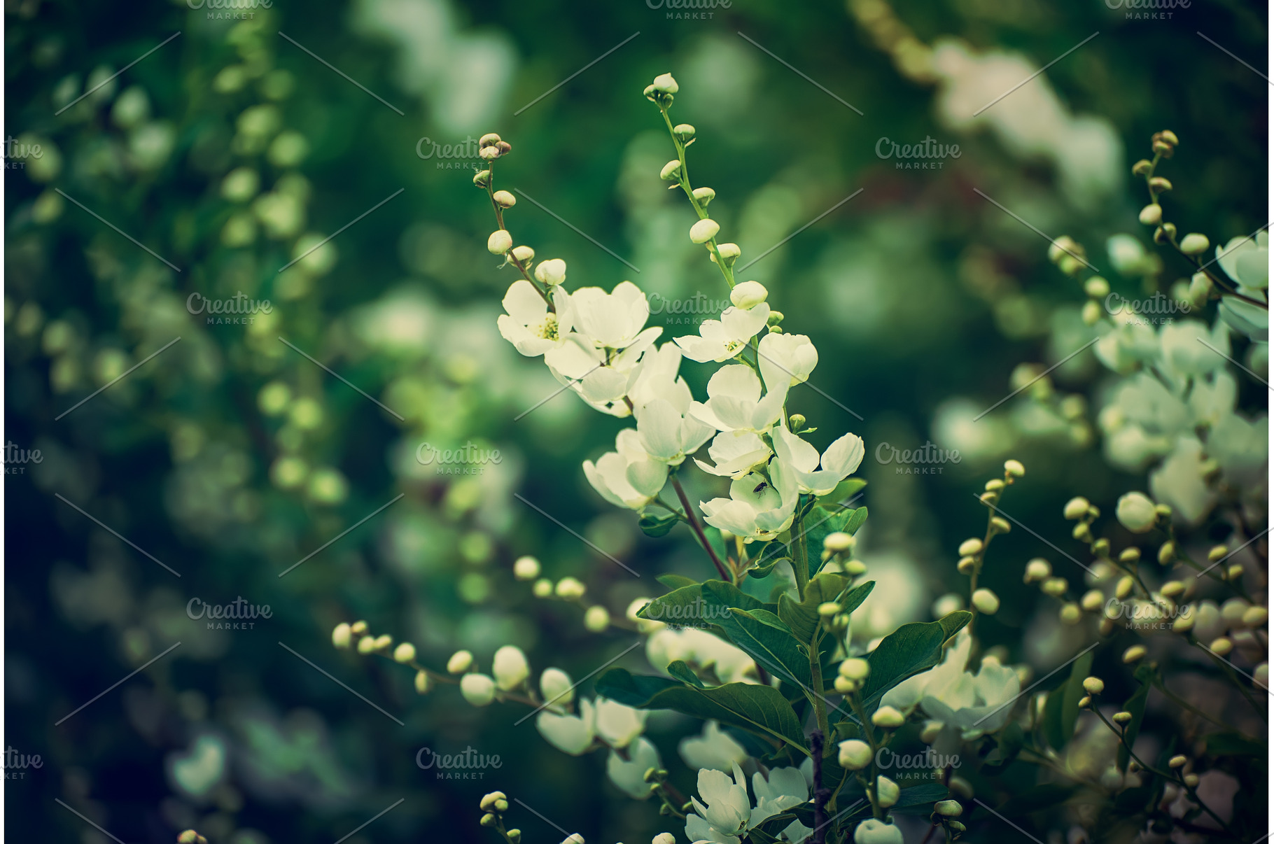 Spring white flowers, a Nature Photo by Nature and travel