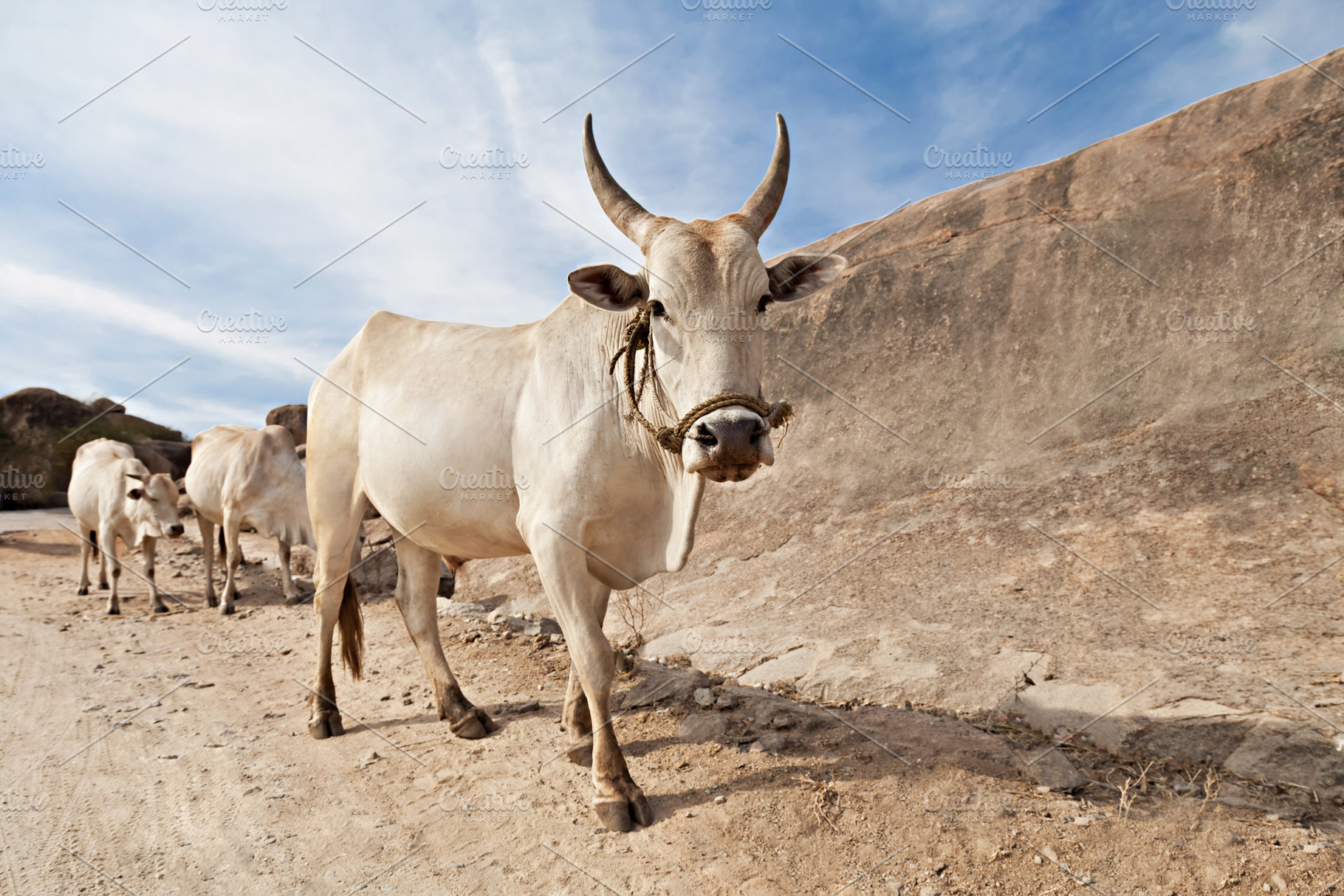 Cows on the road, a Photo by saiko3p