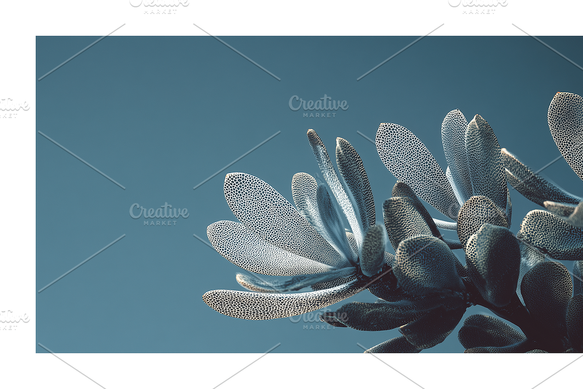 Arid Co · Desert Plantscape, a Texture Illustration by milatovar (Photo 19 of 20)