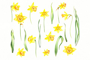 Watercolor Sunny Daffodils