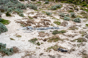 Whale skeleton on sandy beach at Seal Bay, Kangaroo Island, Aust, an Animal Photo by GoodGoods
