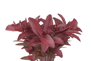 Red Amaranth Bunch