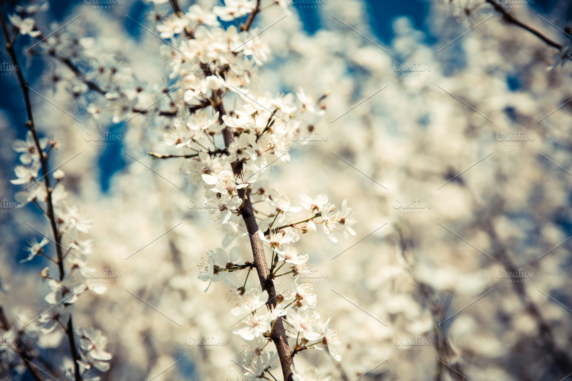 Cherry blossom stock photo