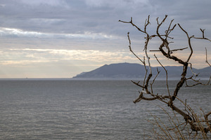 The branches of a dead tree and sea., a Nature Photo by Schreibikus