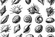 Vintage Seashell Collection, an Object Graphic by RT Studio (Thumbnail 3 of 4)