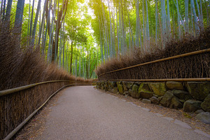 Path in bamboo forest in Arashiyama