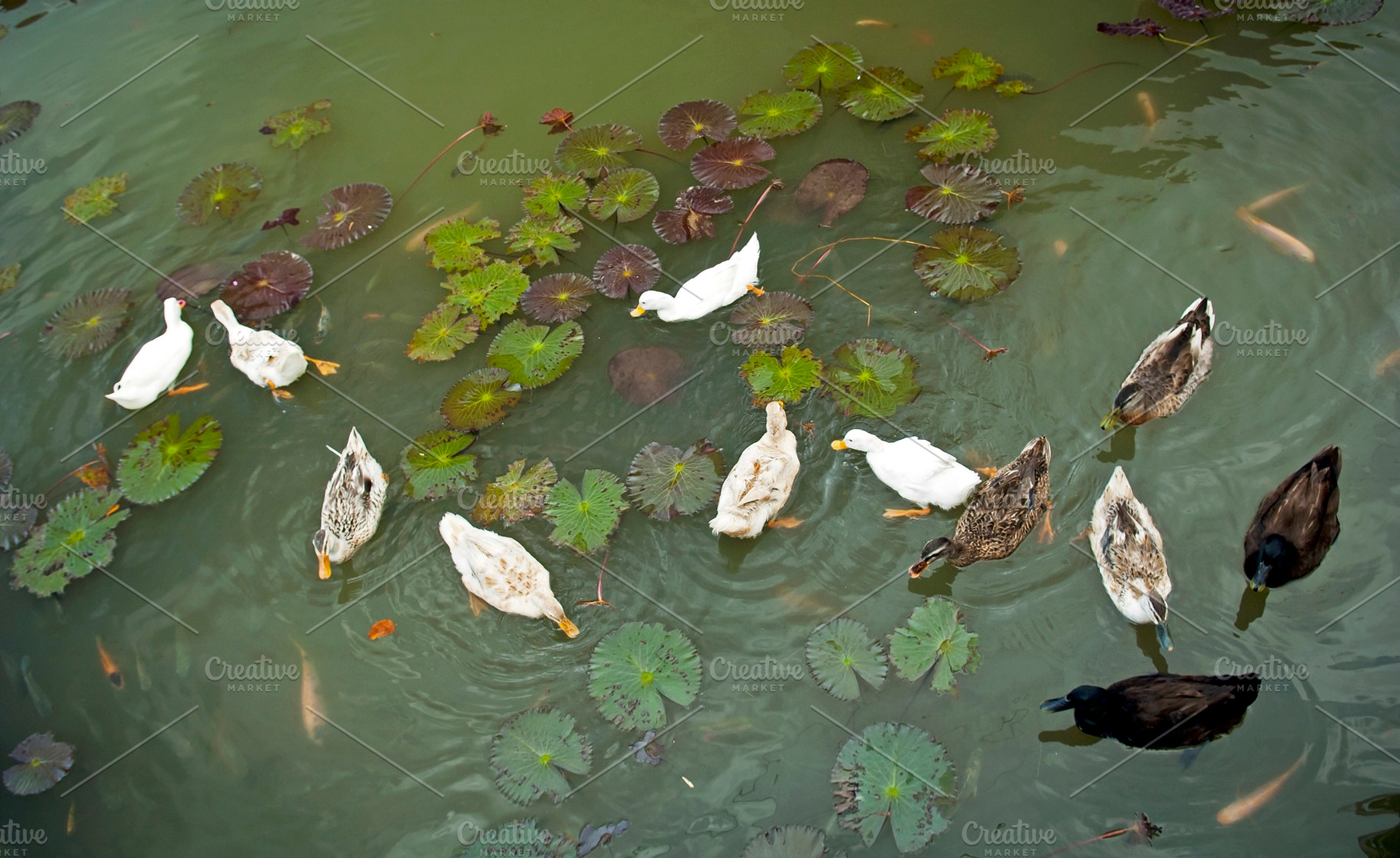 Ducks on Pond, an Animal Photo by THP Creative