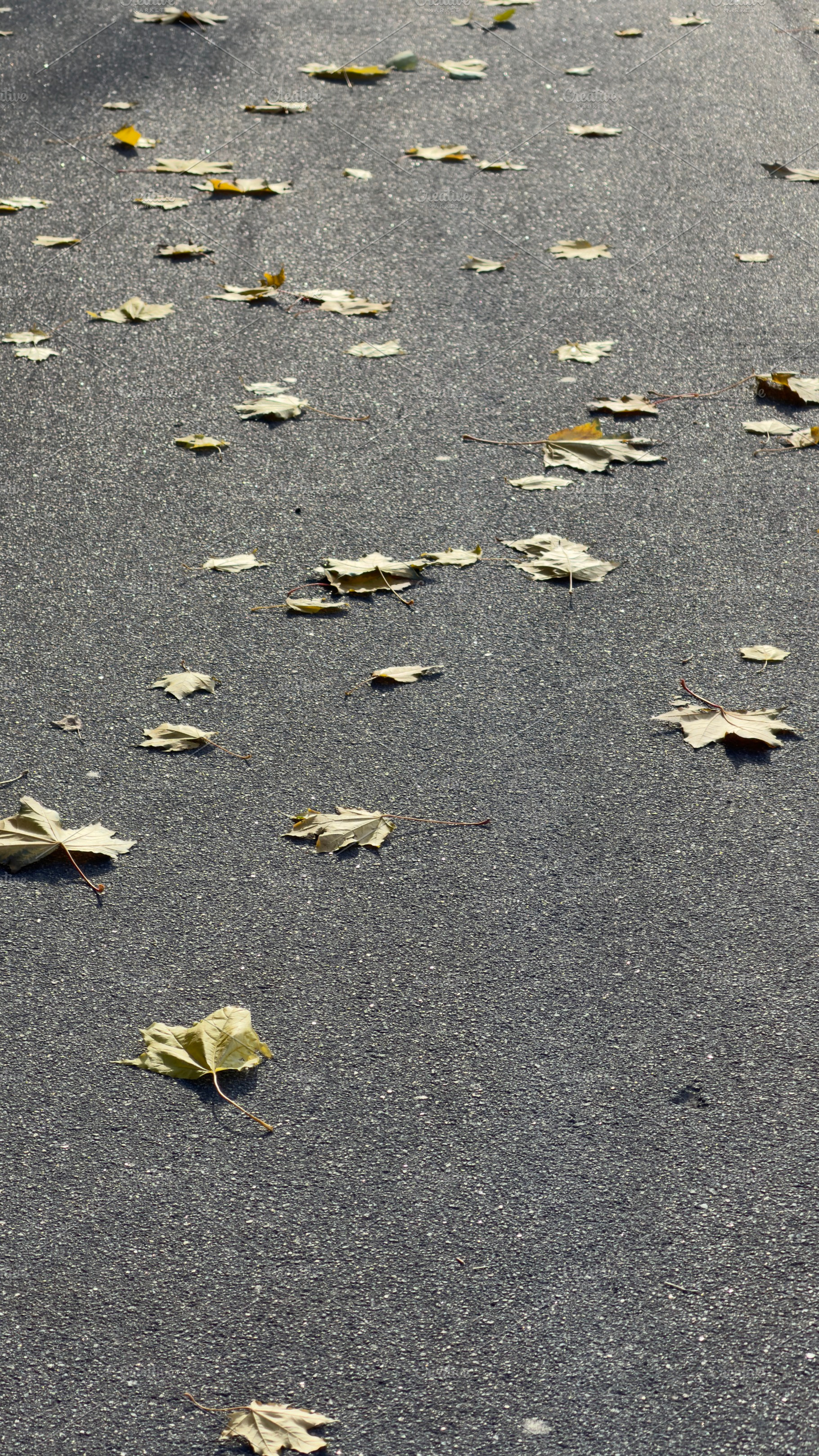 A pathway covered with fallen leaves, showcasing autumn's beauty, a Nature Photo by Textures & Backgrounds