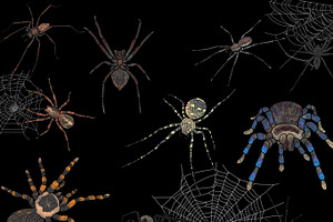 50 Procreate Spiders & Webs Stamps