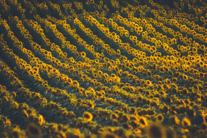 Sunflower field in the sunset lights, a Nature Photo by Mark Borbely