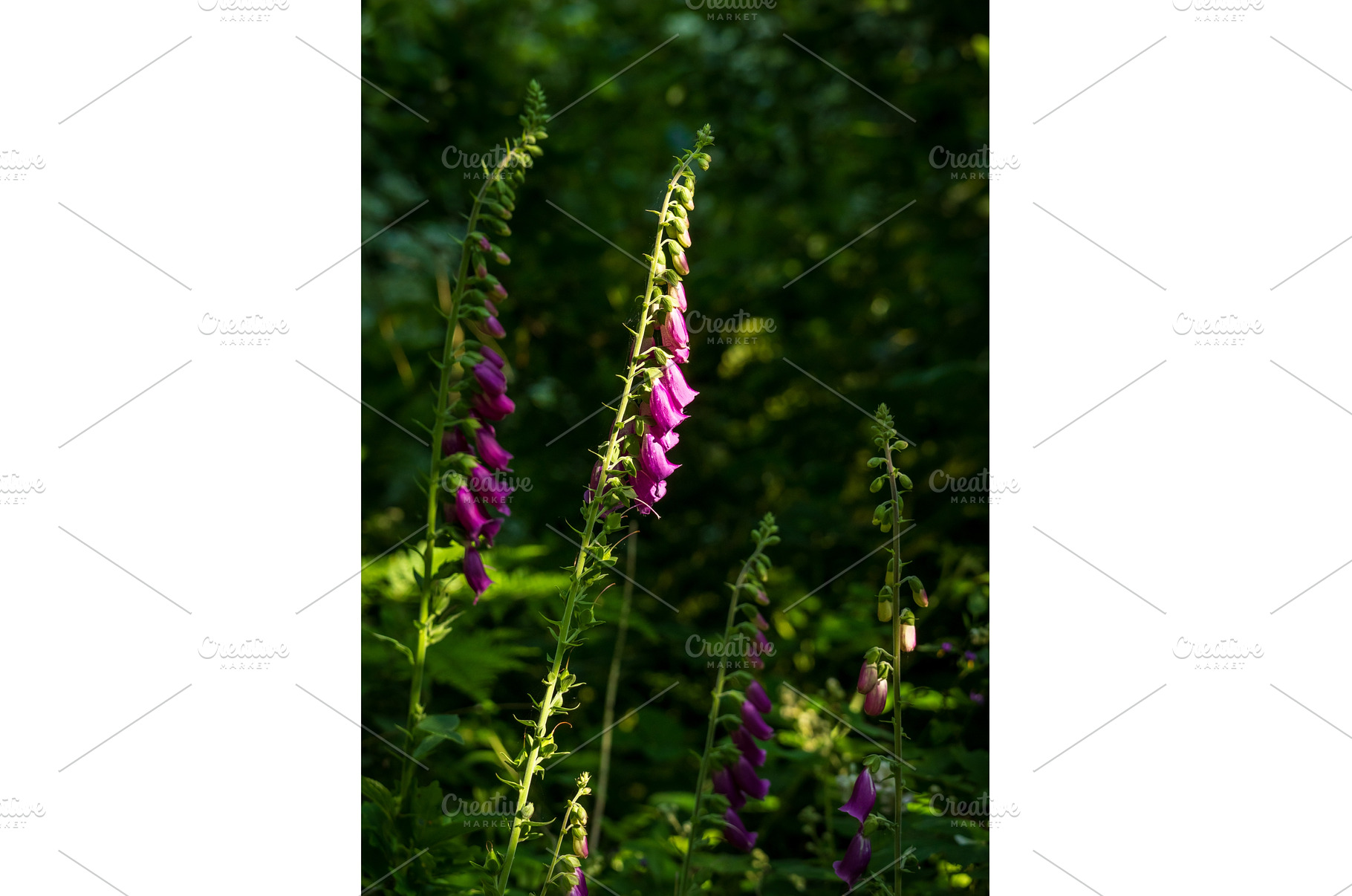Flowers of the Ladys Glove or, a Nature Photo by Backyard Stock