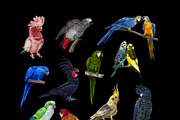 Tropical life. 100+ Parrot & flower, an Illustration by NNclipart (Thumbnail 4 of 14)